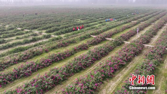 一花一世界,这座沙漠边缘的城市做足“花”样文章