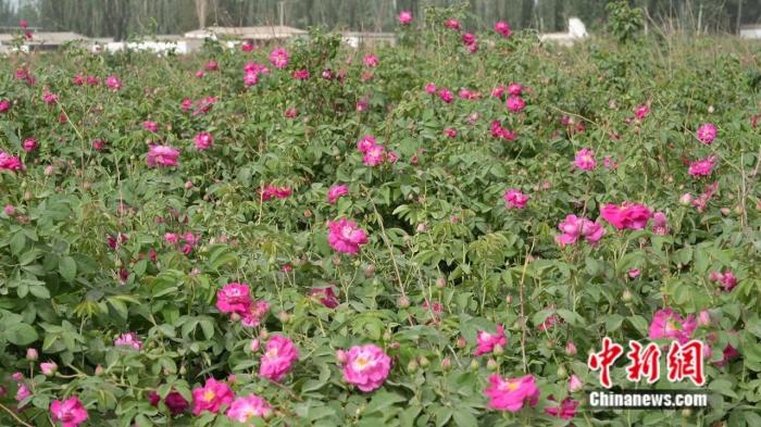 一花一世界,这座沙漠边缘的城市做足“花”样文章