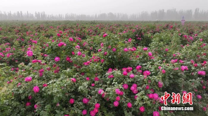 一花一世界,这座沙漠边缘的城市做足“花”样文章