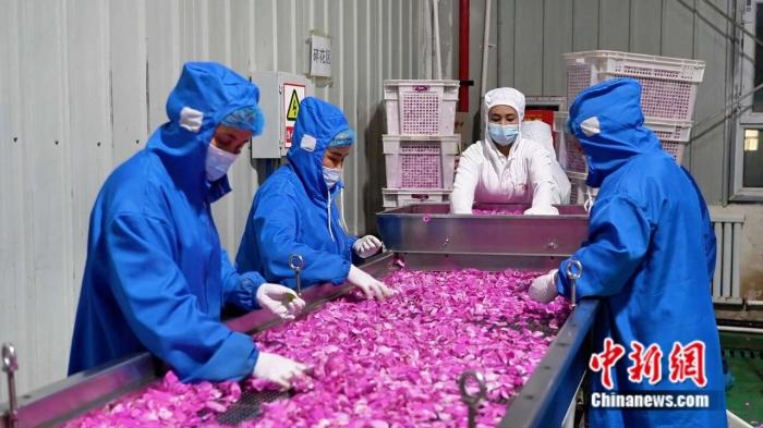 一花一世界,这座沙漠边缘的城市做足“花”样文章