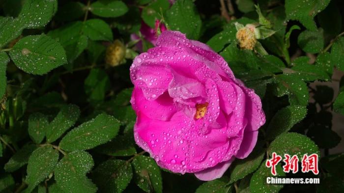 一花一世界,这座沙漠边缘的城市做足“花”样文章