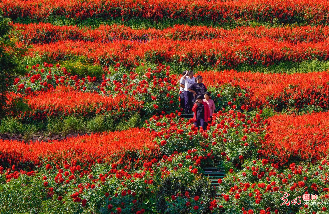 高山花海醉游人