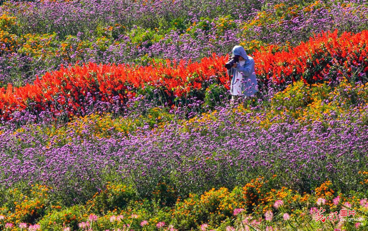 高山花海醉游人