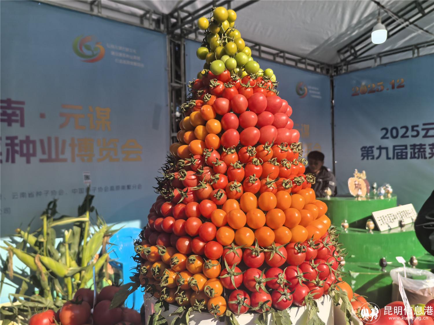 特色小番茄展示 元谋县融媒体中心 杨格 摄