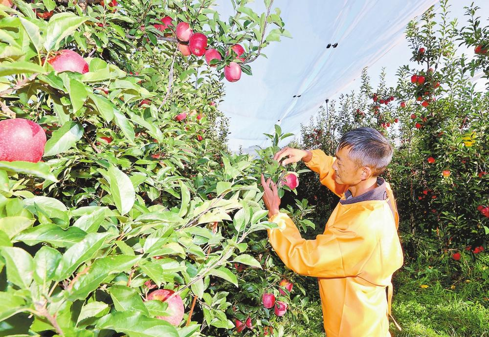 企业微信截图_17684392088996