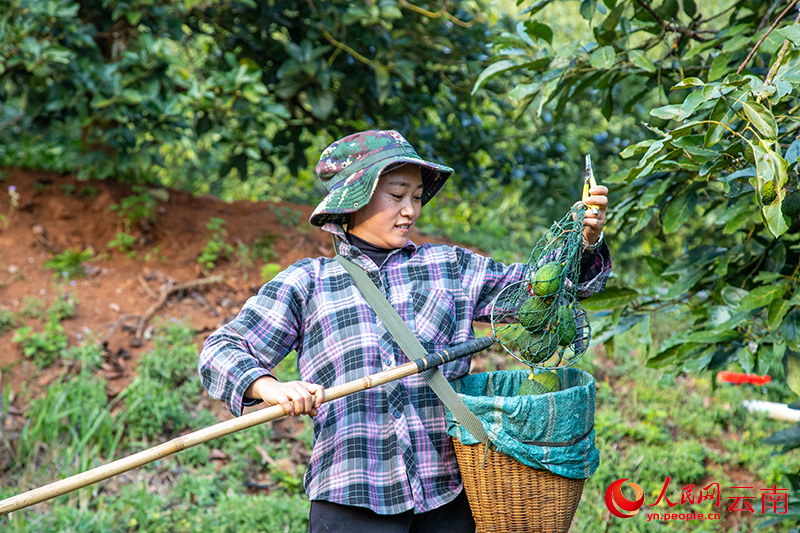 云南孟连，当地村民正在采摘牛油果。人民网记者虎遵会摄