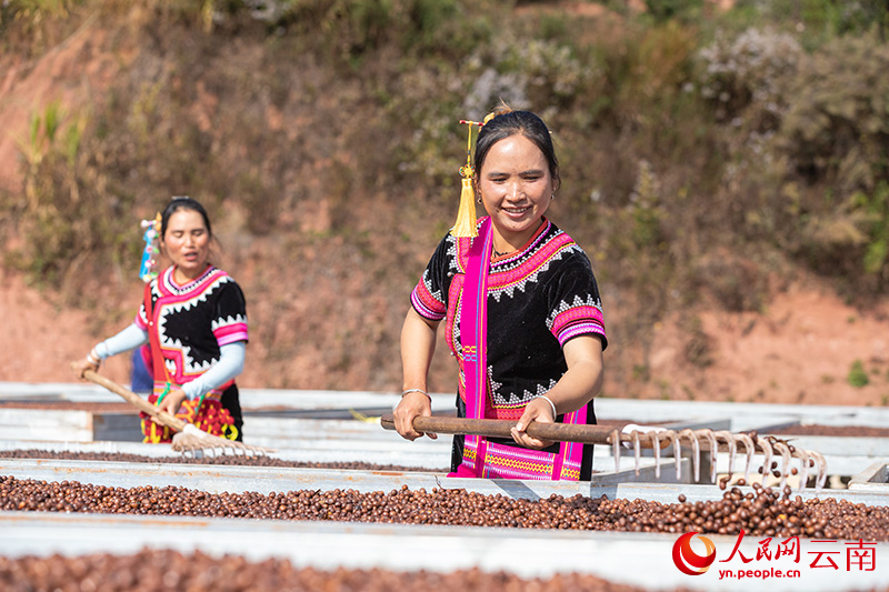 云南普洱，咖农正在翻晒咖啡果。人民网记者 虎遵会摄