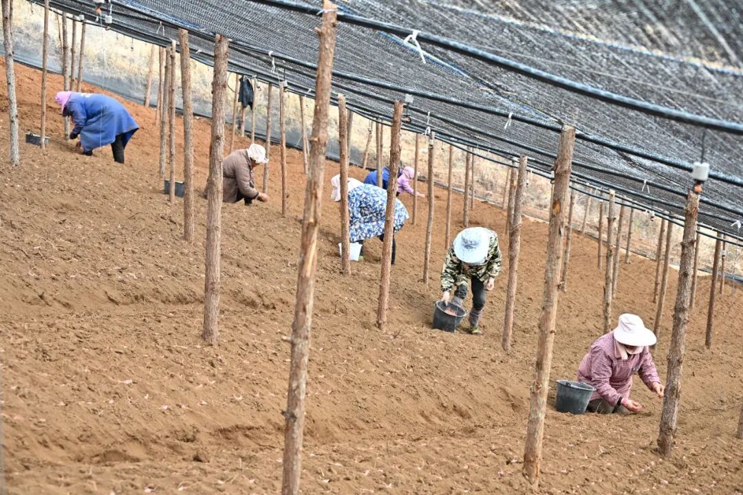 农户正在种植三七2（德党镇响水村  2026.1.14）.JPG