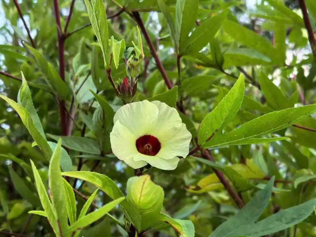 “玫瑰茄”的花与叶。