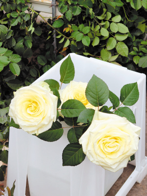 74791773854230897 74791773854230897