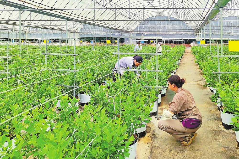 村民在头村蓝莓种植基地采摘蓝莓。 本报记者 龙舟 摄 村民在头村蓝莓种植基地采摘蓝莓。 本报记者 龙舟 摄