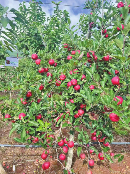 果树 果树