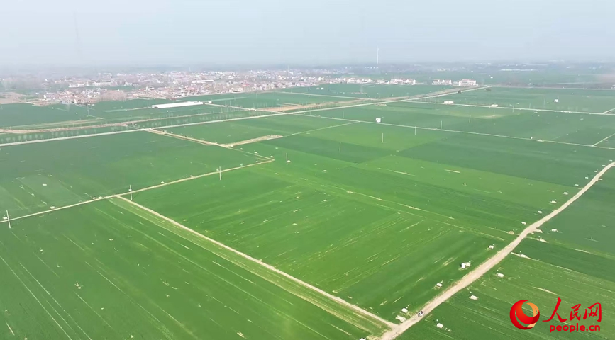 中原沃野，麦苗起身拔节，生机勃发。人民网记者 尚明桢摄