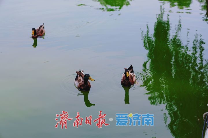 城市湖畔生机漾 邂逅人与自然和谐共生之美