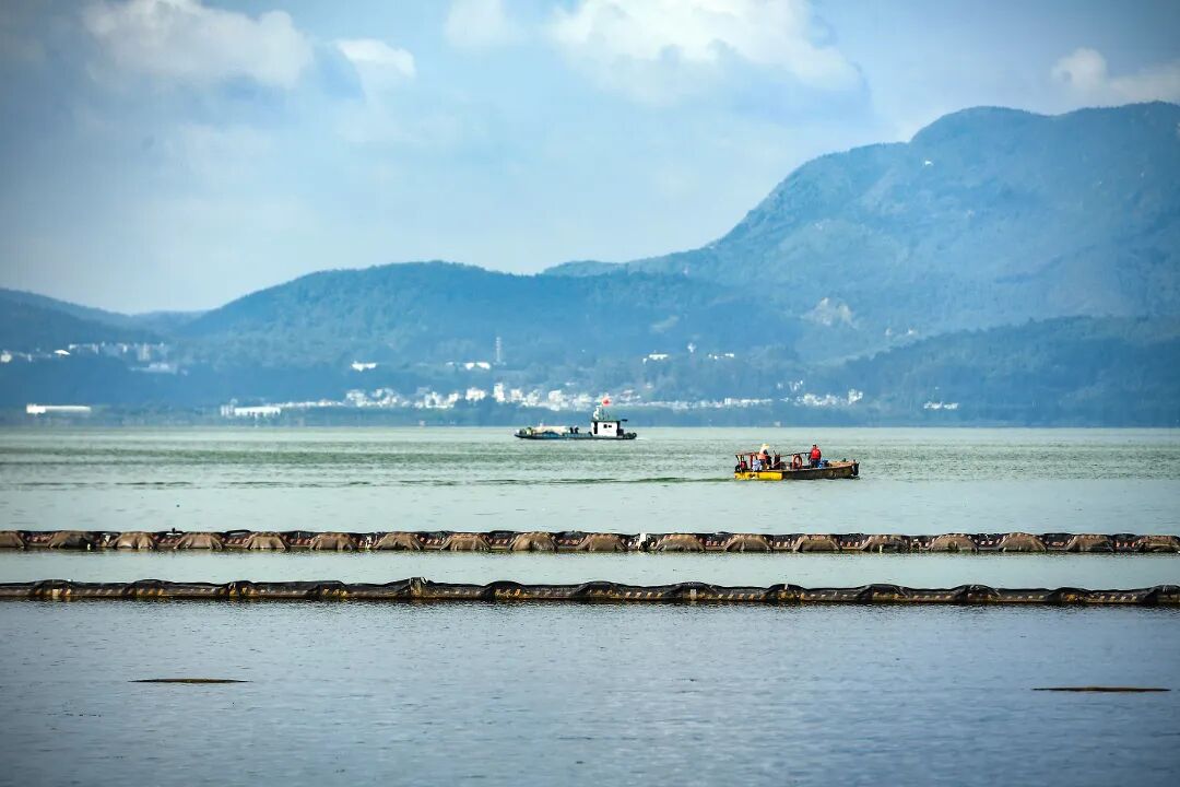 滇池外海北岸湖内生态修复试验示范区记者王俊星摄-5.jpg