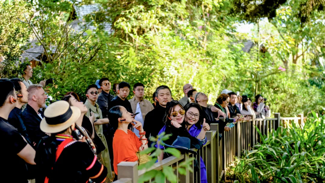 游客在参观景迈山蜂王树