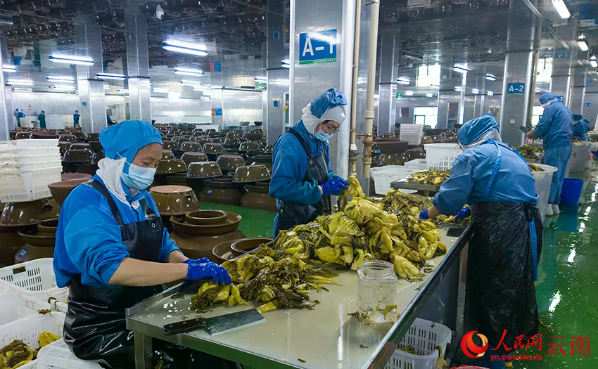 云南思农绿色食品有限公司的酸菜生成车间。人民网记者 符皓摄