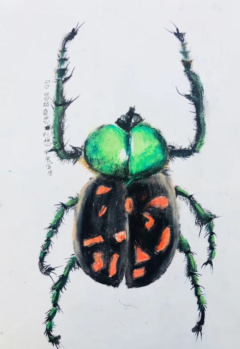 优秀  宜良16、吕易扬8岁男孩『昆虫写生』油画棒