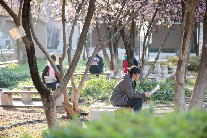 樱花晨读