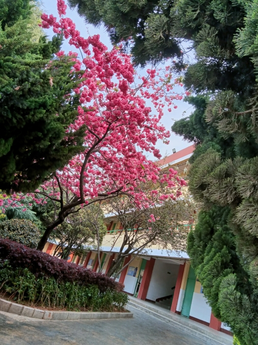 绿树、鲜花掩映中的教学楼